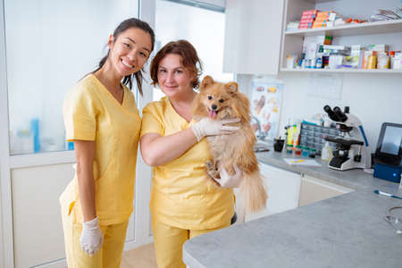 Photo of professional veterinarians working in animal officeの写真素材