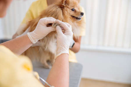 Photo of routine examination of dog at doctor officeの写真素材