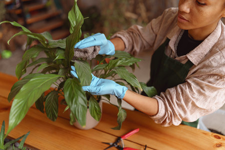 Woman gardener taking care about plant in flowerpot during working day in floral studioの写真素材