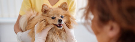 Woman veterinarian inspecting dog in animal hospitalの写真素材