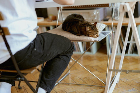 A calm cat sleeps on a chair at home near its owner. Domestic animal conceptの写真素材