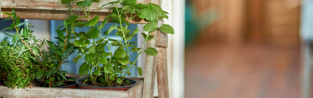 Fresh organic spicy herbs growing on shelvesの写真素材