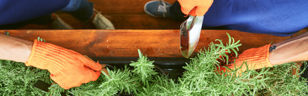 Gardening spicy herbs in pot on windowsill