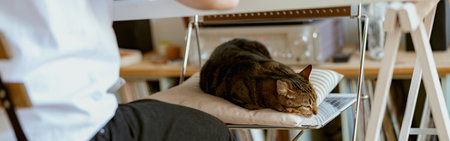 A calm cat sleeps on a chair at home near its owner. Domestic animal conceptの写真素材