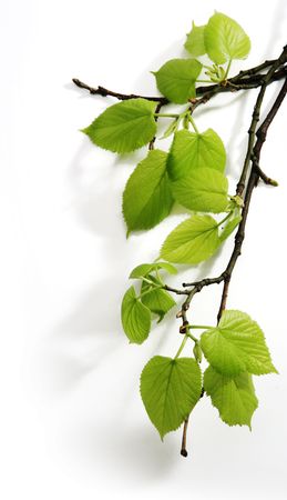 Spring branchの写真素材
