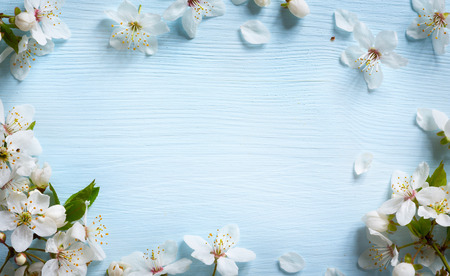 Spring border background with white blossom Spring border background with white blossom