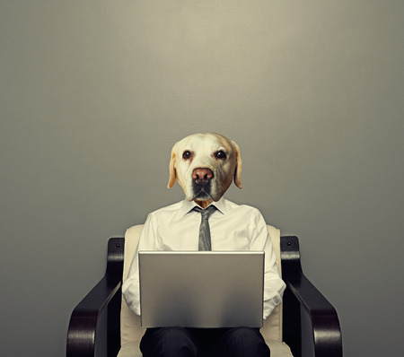 dog businessman with laptop over grey backgroundの写真素材