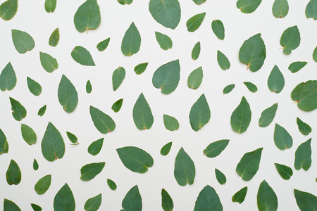 High angle of a green leaves arrangement over flat lay. Green leaves patternの写真素材