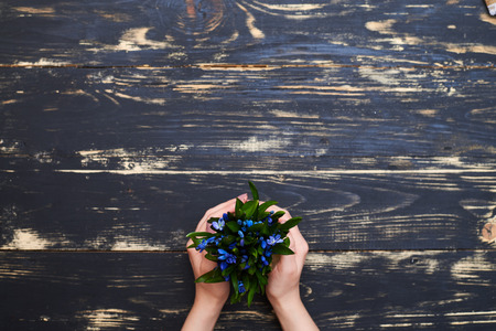 Female hands holding flowerpot with blue snowdrops on wooden grunge background. Nature. Place for a copy spaceの写真素材