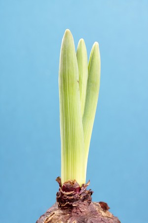 The bulbous plant has given the first spring sprout