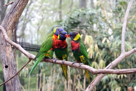 Three bright large tropical parrots sit on a branch and communicate