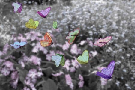 Flight of multi-coloured butterflies flies above blooming meadowの写真素材
