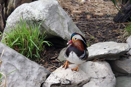 Wild waterfowl on stoneの写真素材