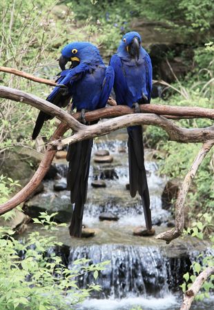 bright large tropical parrots sit on a branch and communicateの写真素材