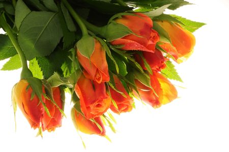 Bouquet of roses on white backgroundの写真素材