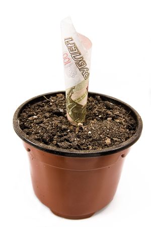 Piece of money in flowerpotの写真素材