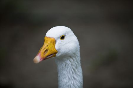 Head of goose on long neckの写真素材