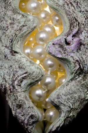 Strand of pearls lays in shellの写真素材