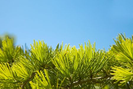 Needle on sky background