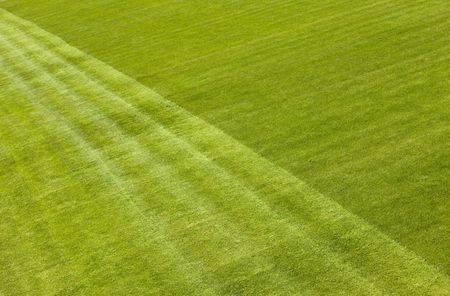 Green Grass on football fieldの写真素材