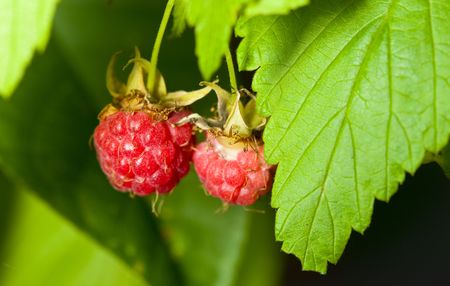 Berries of raspberry among green leavesの写真素材