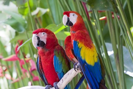 bright large tropical parrots sit on a branch and communicate