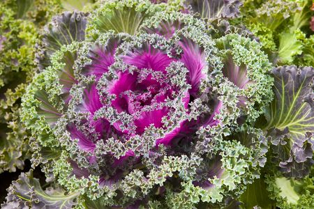  decorative cabbage in a garden