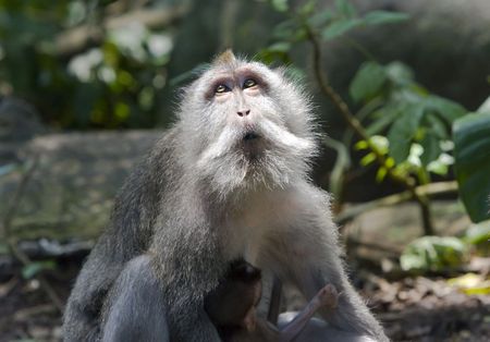 Long-tailed macaque 