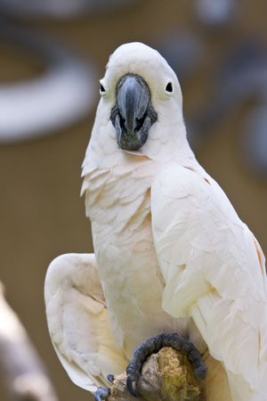Beautiful  parrot
