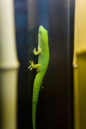 Green lizard on dark glassの写真素材