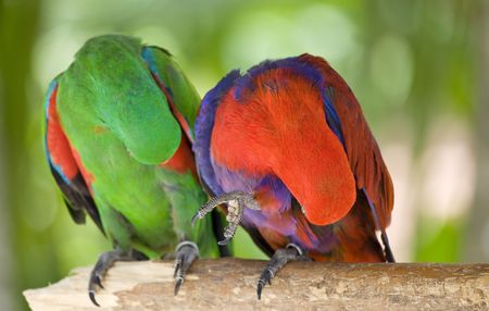 Two parrots scratch wing with beak, focus on right parrotの写真素材