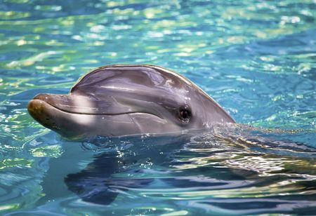  The dolphinの写真素材