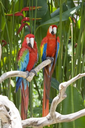 A bright red macaw parrot, sitting on a branch.