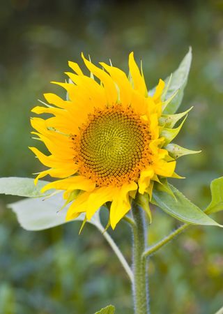 Flower of sunflower close-up

の写真素材