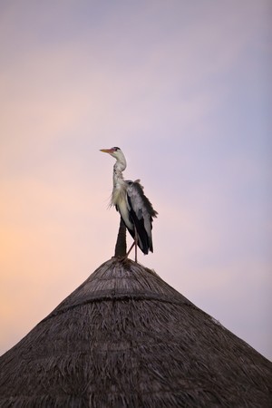 Heron on roofの写真素材