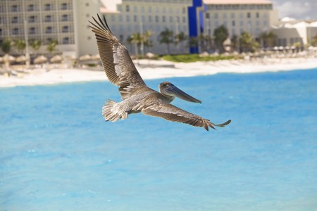 pelicanの写真素材