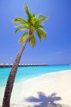 Maldives. 
Palm tree bent above waters of ocean.

の写真素材
