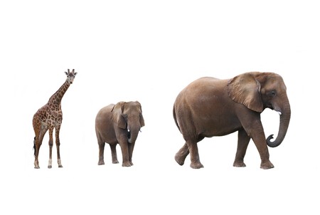 Elephant cow with baby elephant and giraffes on white backgroundの写真素材