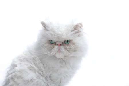 White cat  on white backgroundの写真素材