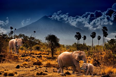 Elephants on background of mountains