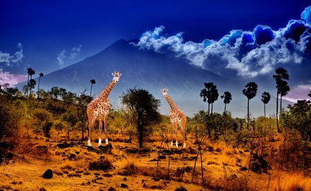Two giraffe in savannah on background of mountainsの写真素材