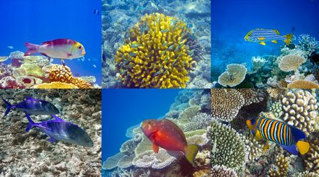 Indian ocean. Fishes in coralsの写真素材