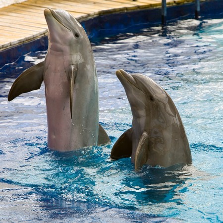   Dolphin plays の写真素材