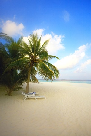 Palm tree on an ocean coast, Maldives, soft focusの写真素材