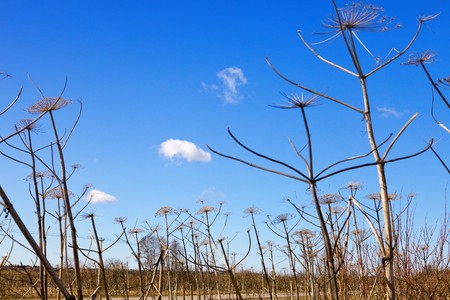 Dry cow-parsnip on sky backgroundの写真素材