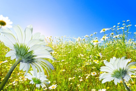 Field of camomiles and the dark blue skyの写真素材