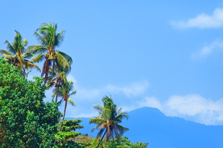 Tropical landscape - of a palm tree in the foreground and mountains in the distance