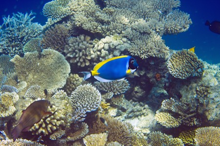 Indian ocean. Fishes in corals. Maldives