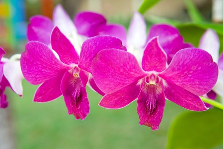 Branch of blooming orchid の写真素材
