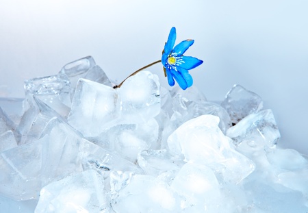 Snowdrop, growing from iceの写真素材